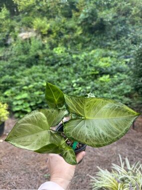 The arrowhead plant (Syngonium podophyllum)